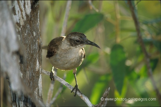  , Parc National des Galapagos, Equateur  