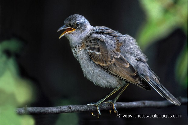  , Parc National des Galapagos, Equateur  