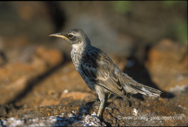 Moqueur des Galapagos- île de Génovesa