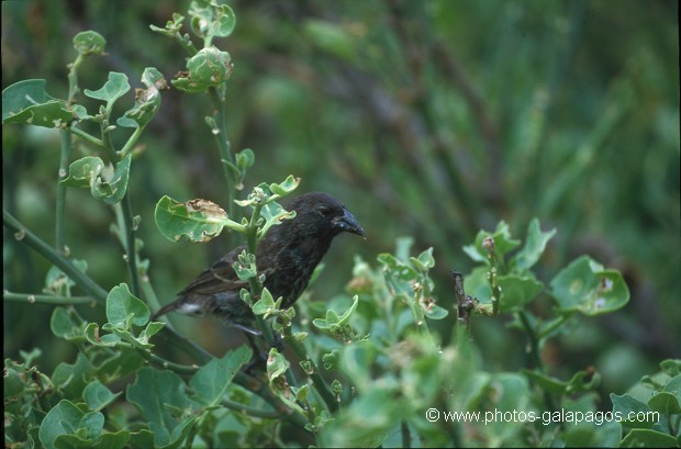 Pinson des Cactus - île de Santa Cruz- Galapagos