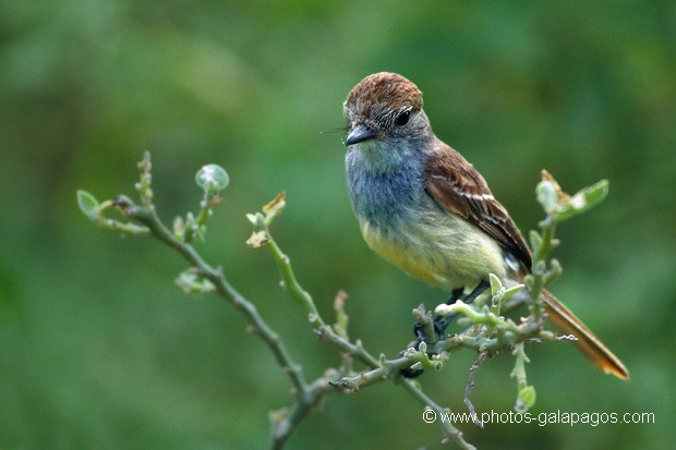 Tyran des Galapagos (Myiarchus magnirostris) - île de Santiago