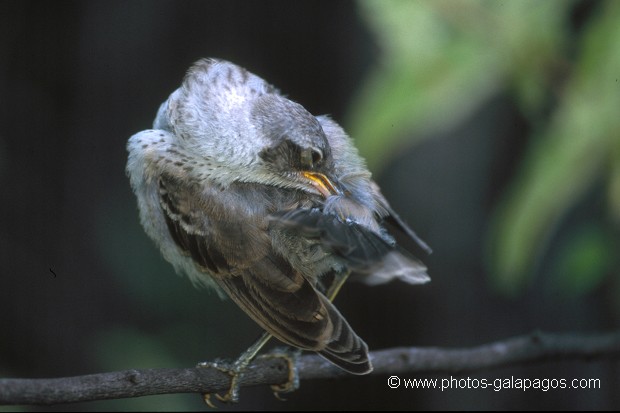  , Parc National des Galapagos, Equateur  