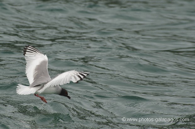 Mouette à  queue d'aronde (Larus furcatus) - île de Génovesa - Galapagos