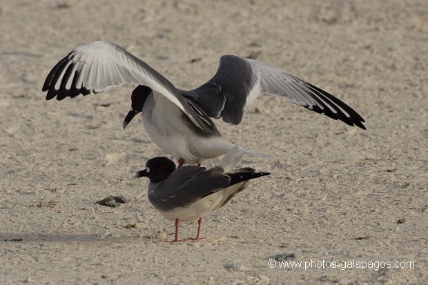 Mouettes à  queue d'aronde (Larus furcatus) - Accouplement  -  île de Genovesa -  Galapagos