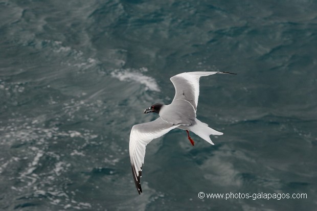 Mouette à  queue d'aronde (Larus furcatus) - île de Sourh Plaza - Galapagos