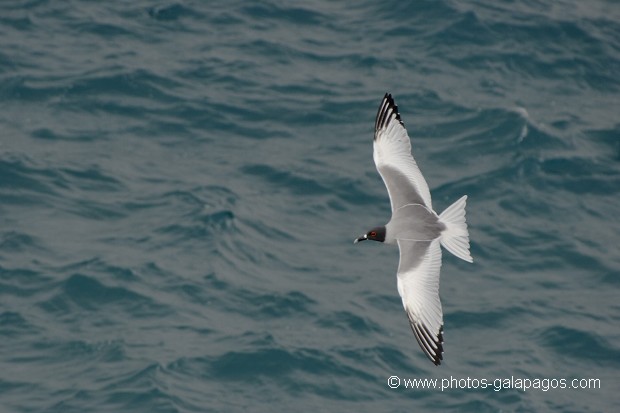 Mouette à  queue d'aronde (Larus furcatus) - île de Sourh Plaza - Galapagos