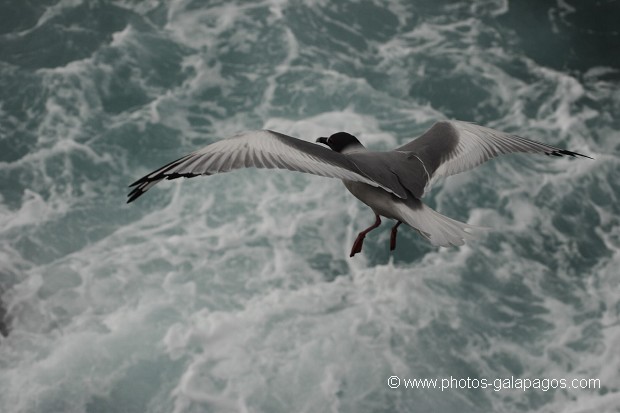 Mouette à  queue d'aronde (Larus furcatus) - île de Sourh Plaza - Galapagos