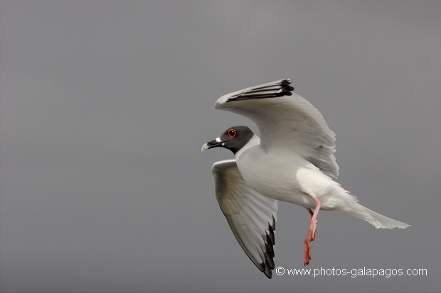 Mouette à  queue d'aronde (Larus furcatus) - île de Sourh Plaza - Galapagos