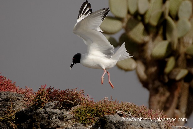 Mouette à  queue d'aronde (Larus furcatus) - île de Sourh Plaza - Galapagos