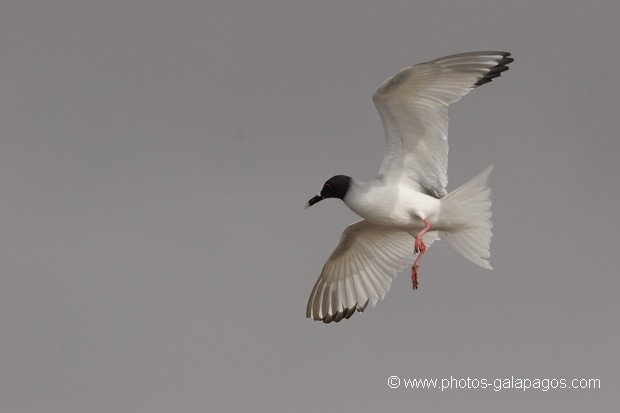 Mouette à  queue d'aronde (Larus furcatus) - île de Sourh Plaza - Galapagos