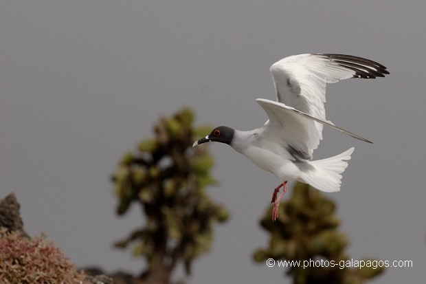 Mouette à  queue d'aronde (Larus furcatus) - île de Sourh Plaza - Galapagos