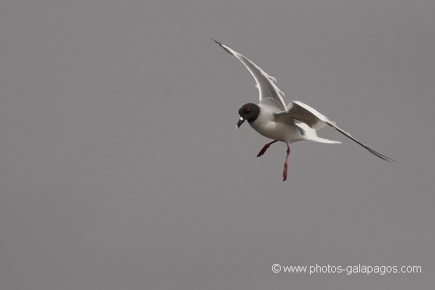 Mouette à  queue d'aronde (Larus furcatus) - île de Sourh Plaza - Galapagos