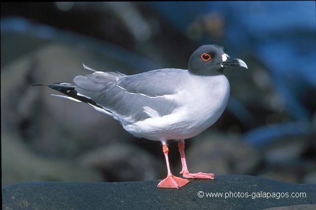  , Parc National des Galapagos, Equateur  