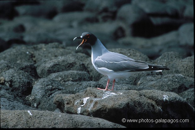  , Parc National des Galapagos, Equateur  