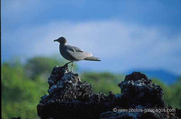  , Parc National des Galapagos, Equateur  