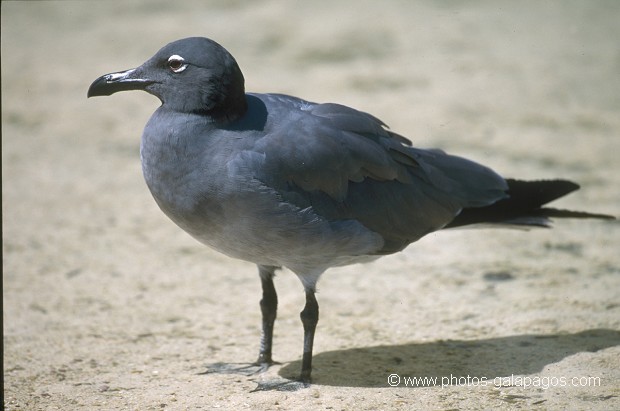  , Parc National des Galapagos, Equateur  