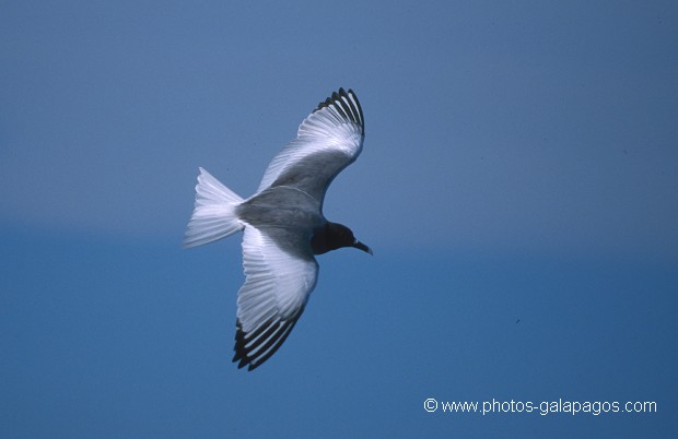  , Parc National des Galapagos, Equateur  