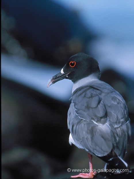  , Parc National des Galapagos, Equateur  