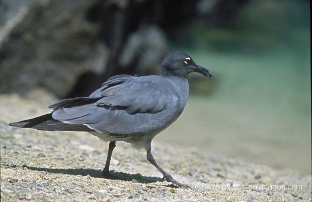  , Parc National des Galapagos, Equateur  