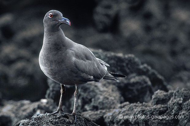  , Parc National des Galapagos, Equateur  