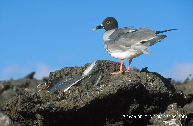  , Parc National des Galapagos, Equateur  