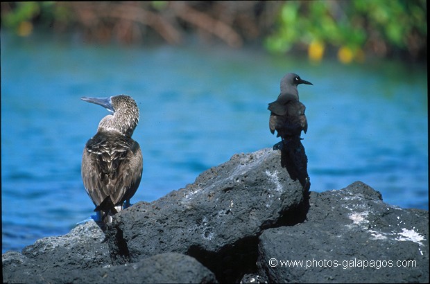 Fou à pieds bleus et Noddi brun (Anous stolidus) - Lague de Caleta Tortuga Negra - ïle de Santa Cruz - Galapagos