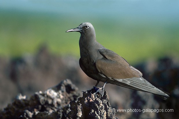 Noddi brun (Anous stolidus) - Lague de Caleta Tortuga Negra - ïle de Santa Cruz - Galapagos