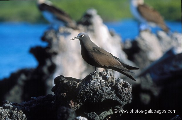 Noddi brun (Anous stolidus) - Lague de Caleta Tortuga Negra - ïle de Santa Cruz - Galapagos