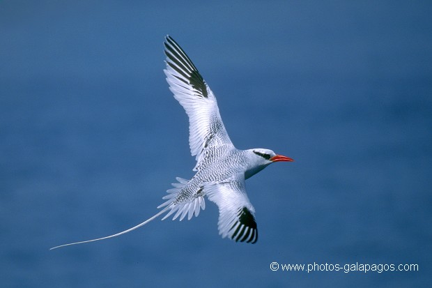  , Parc National des Galapagos, Equateur  