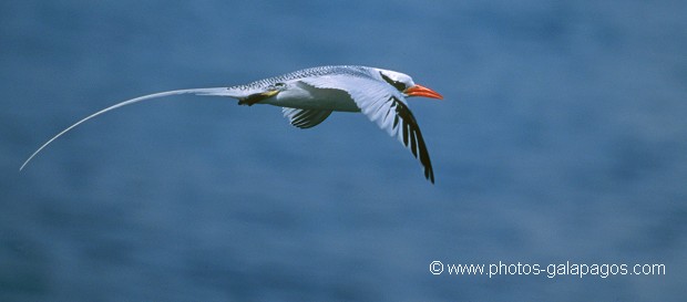  , Parc National des Galapagos, Equateur  