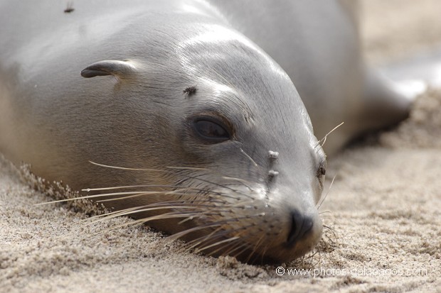 , Galapagos , Equateur , Parc National des Galapagos  , Parc National des Galapagos, Equateur  