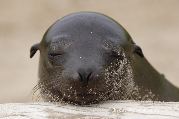 , Galapagos , Equateur , Parc National des Galapagos  , Parc National des Galapagos, Equateur  