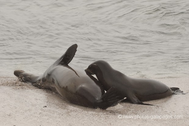 Otaries des Galapagos (Zalophus californianus wollebaeki) - Allaitement - ïle de Santa Fé -  Galapagos