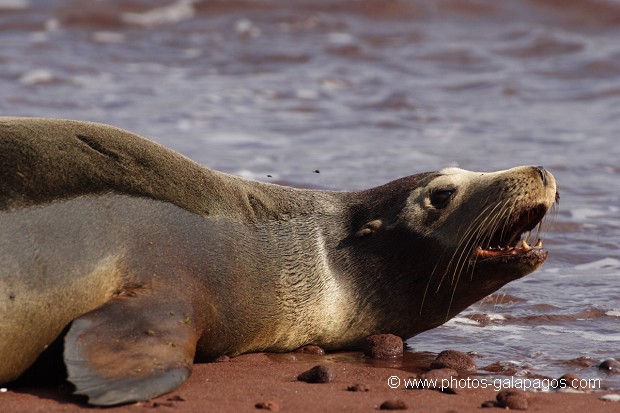 Otaries des galapagos (Zalophus californianus wollebaeki)