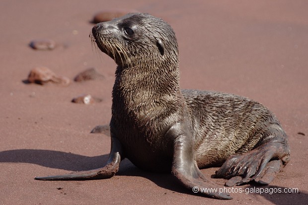 Jeune otarie des Galapagos (Zalophus californianus wollebaeki) - île de Rabida - Galapagos