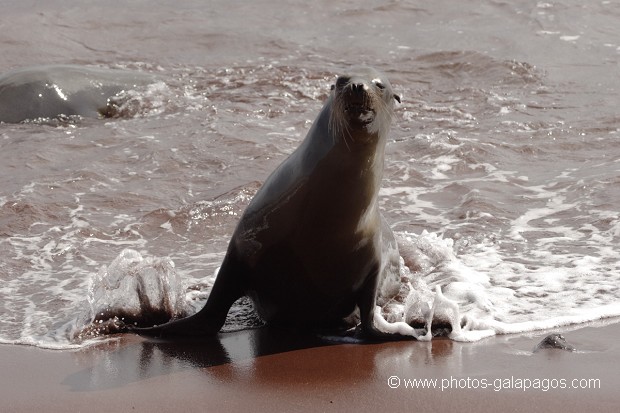 Femelle d'otarie des Galapagos (Zalophus californianus wollebaeki) sortant de l'eau - île de Rabida - Galapagos