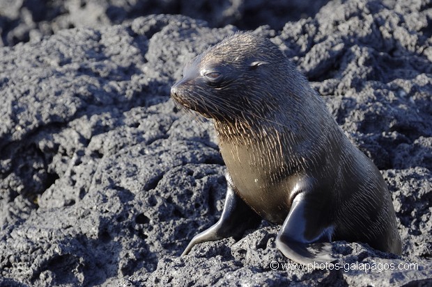 Otarie à  fourrure des Galapagos (Arctocephalus galapagoensis) - île de Santiago - Galapagos