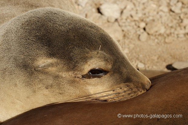 Otaries des galapagos (Zalophus californianus wollebaeki) - île de South Plaza - Galapagos