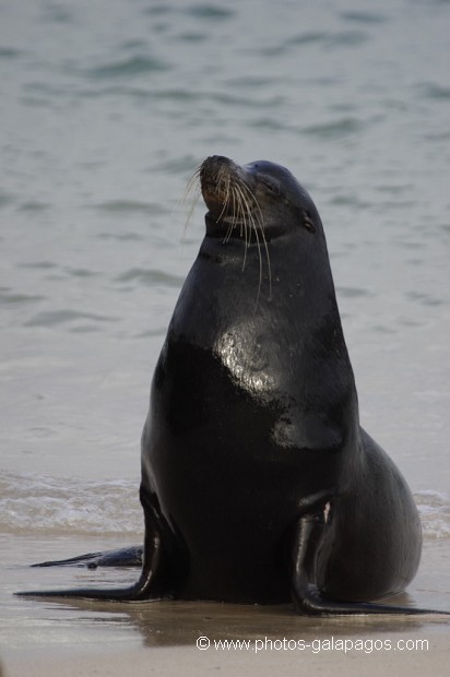 , Galapagos , Equateur , Parc National des Galapagos  , Parc National des Galapagos, Equateur  