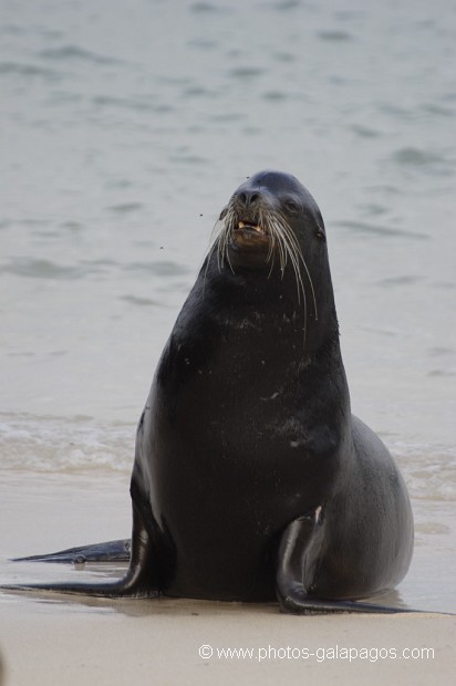 , Galapagos , Equateur , Parc National des Galapagos  , Parc National des Galapagos, Equateur  