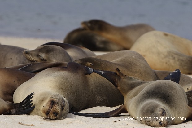 , Galapagos , Equateur , Parc National des Galapagos  , Parc National des Galapagos, Equateur  