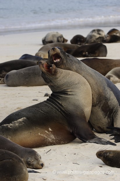 , Galapagos , Equateur , Parc National des Galapagos  , Parc National des Galapagos, Equateur  