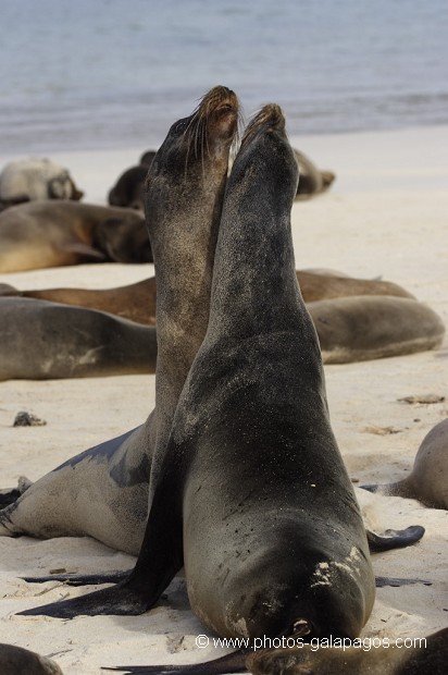 , Galapagos , Equateur , Parc National des Galapagos  , Parc National des Galapagos, Equateur  