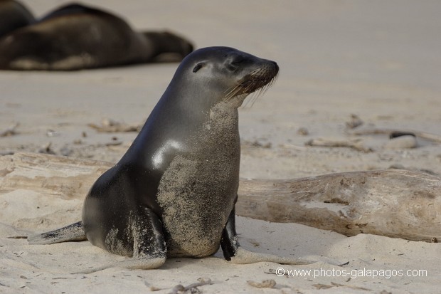 , Galapagos , Equateur , Parc National des Galapagos  , Parc National des Galapagos, Equateur  