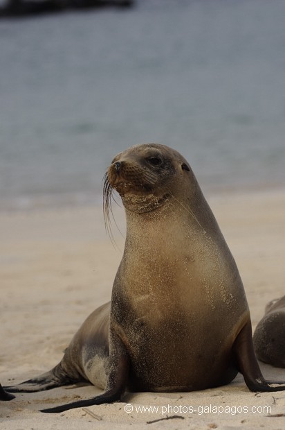 , Galapagos , Equateur , Parc National des Galapagos  , Parc National des Galapagos, Equateur  