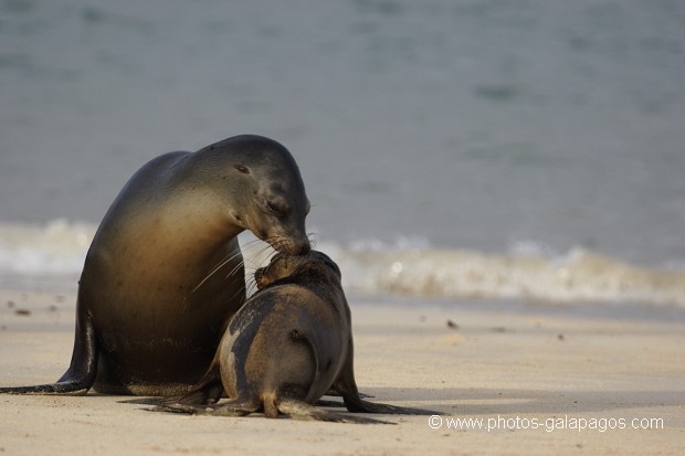 , Galapagos , Equateur , Parc National des Galapagos  , Parc National des Galapagos, Equateur  