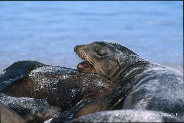  , Parc National des Galapagos, Equateur  