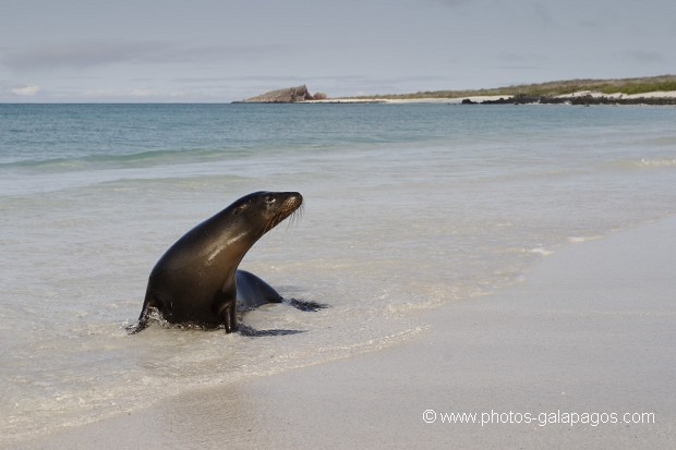 , Galapagos , Equateur , animal sauvage , Mammifère marin / Pinnipède / Otarie , Lion de mer de Californie (Zalophus californianus) , Pinnipède , Otarie , Parc National des Galapagos  , Parc National des Galapagos, Equateur  