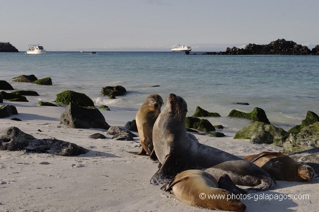 , Galapagos , Equateur , animal sauvage , Mammifère marin / Pinnipède / Otarie , Lion de mer de Californie (Zalophus californianus) , Pinnipède , Otarie , Parc National des Galapagos  , Parc National des Galapagos, Equateur  