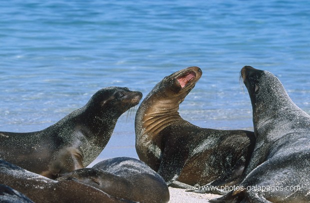  , Parc National des Galapagos, Equateur  